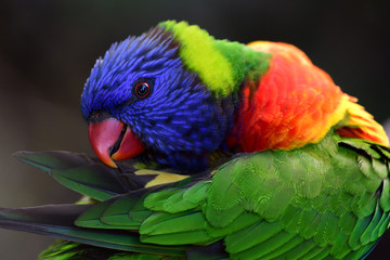 Lorikeet tęczowy 