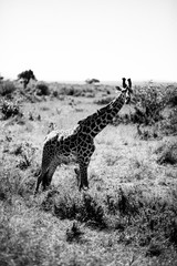 żyrafa w czerni i bieli