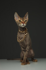 Śliczny mały peterbald kot jest ubranym złotego łańcuch