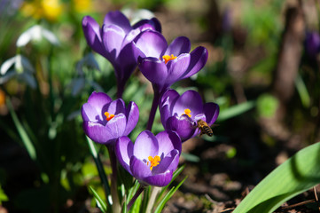 Krokus z pszczołą w locie