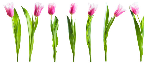 Różowi tulipanowi kwiaty odizolowywający na bielu