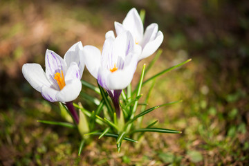 Piękne krokusy w wiosennym ogrodzie