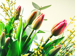 Piękna wiązka tulipanów na pastelowym tle
