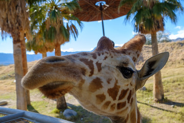 Żyrafa stoi na wzgórzu z wzgórzami w tle