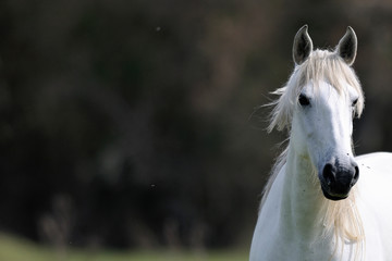 obraz konia czystej krwi hiszpańskiej