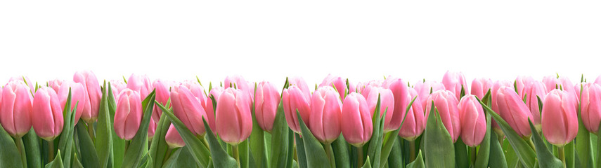 Tulipany panorama z białym tłem