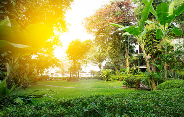 Rainforest park w południowo-wschodniej Azji, Tajlandia. Blask słońca. Bujna dżungla. Egzotyczne liście.