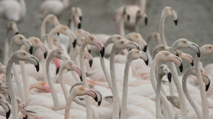 Większy flaming (Phoenicopterus roseus). Rezerwat przyrody Ras Al Khor. Dubai. ZEA