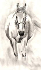 Rysunek konia