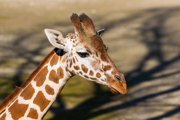 Portret jedzenia żyrafa