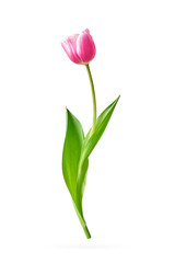 Bukiet różowych tulipanów