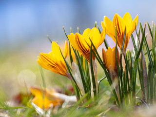 Springers bloomers w parku