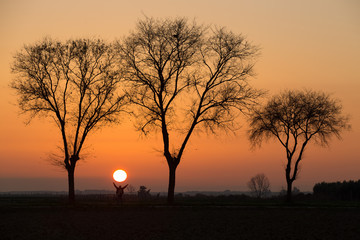 Zachód słońca wśród drzew