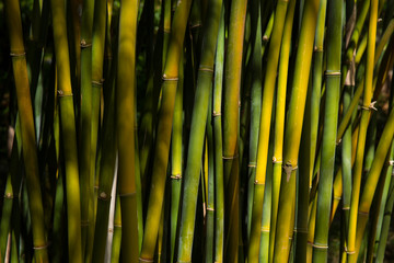 Bambus, las bambusowy