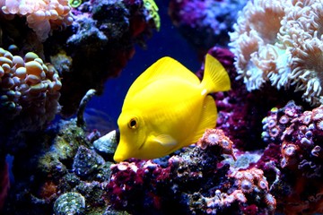 Żółta tang (Zebrasoma flavescens) jest rybą morską z rodziny Acanthuridae. Jest to jedna z popularnych ryb akwariowych. Żółte tangi można hodować i hodować komercyjnie, ale w większości są zbierane dziko.