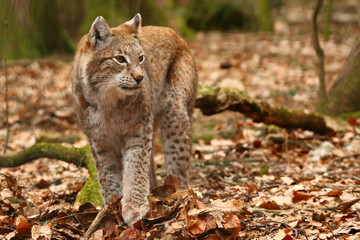 Ryś (Lynx)