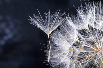 makro zdjęcie nasion mniszka lekarskiego z kropli wody