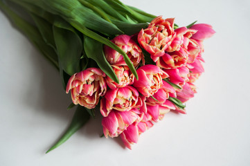 Wiosenne kwiaty. Różowe tulipany na białym tle