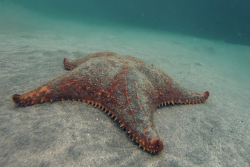 Piękna rozgwiazda na piasku