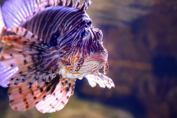 Lion fish w ciemnej wodzie.