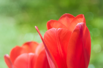 para czerwonych tulipanów