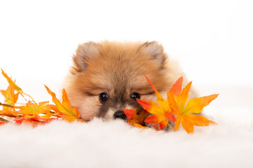 Szczeniak szczeniaka pomorskiego karła