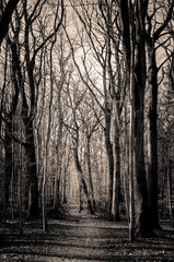 Marlioz Forest Haute-Savoie Rhône-Alpes-Auvergne
