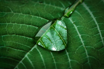 Makro- rosy kropla na zielonym liścia tle. Piękna natura w prostocie.
