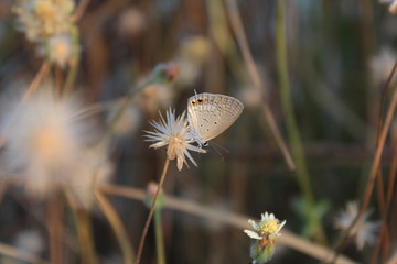 motyle zapalają się na kwiatach