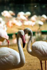 flamingo w zoo