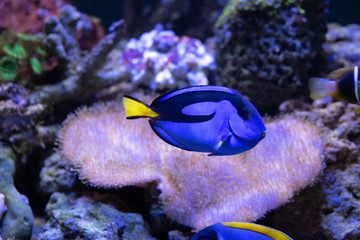 niesamowite akwarium z rafą koralową z niesamowitymi tropikalnymi rybami