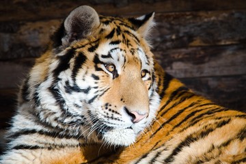 Młody tygrys siedzi na porannym słońcu.