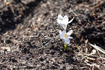 Biały krokus kwitnie na miękkim i rozmytym ogródu zmielonym tle. Niewielka głębokość pola, selektywne focus. Pierwsza koncepcja kwitnienia wiosennego
