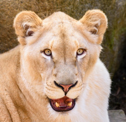Portret lwa południowoafrykańskiego (Panthera leo krugeri) relaks na łące w ZOO