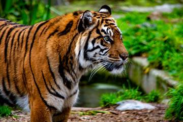 tygrys bengalski w zoo