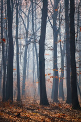 Droga w dębowym lesie w jesień czasie w mgłowym dniu