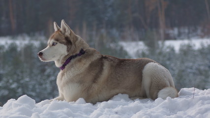 syberyjski husky