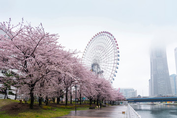 Japoński kwiat wiśni w parku Yokohama minatomirai obszar zatoki z wysokimi wieżowcami i gigantycznym diabelskim młynem pada deszcz i mgła w tle