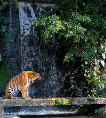Ryk tygrysa stoi przed wodospadem