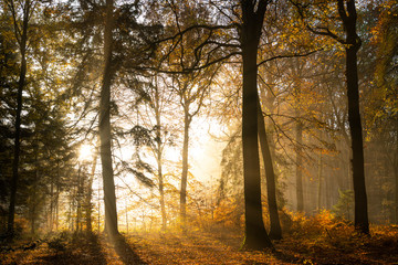 Las Crécy jesienią