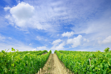 Włoski widok, rzędy zielonych winorośli
