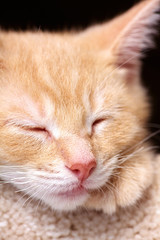 śpiący imbirowy kot