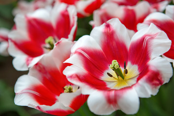 Zbliżenie blisko wiązanych biało-różowe tulipany. Wielkanocny tło.