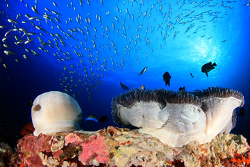 Podwodna rafa koralowa i ryby