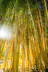 Bambus kiełkuje las