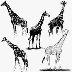 Kolekcja sylwetka żyrafa. Ilustracji wektorowych