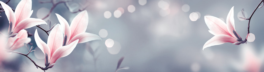 Tajemnicza wiosna tło z kwitnących kwiatów magnolii i świecące boke. Wspaniały kwiatowy sztandar.