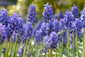 Pole niebieskie kwiaty winogron na wiosnę