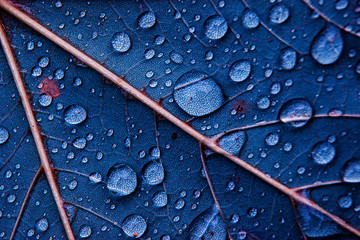 krople wody na powierzchni