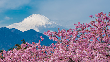 Sakura Z Fuji Mountain View Tłem